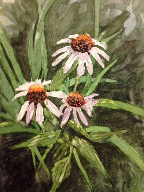 watercolor painting of echinacea flowers in bloom